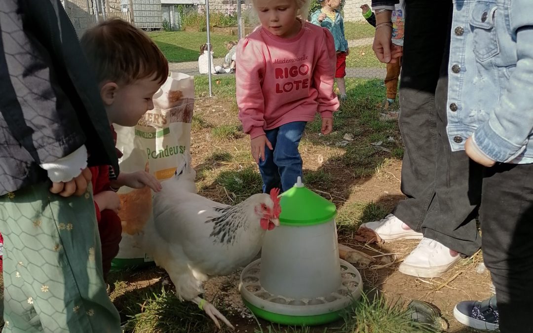 Les TPS PS s’occupent des poules